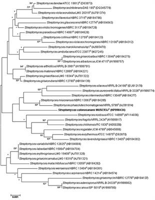 Streptomyces colonosanans sp. nov., A Novel Actinobacterium Isolated from Malaysia Mangrove Soil Exhibiting Antioxidative Activity and Cytotoxic Potential against Human Colon Cancer Cell Lines